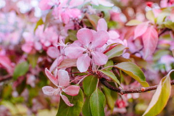 Spring branches of an apple-tree with pink flowers