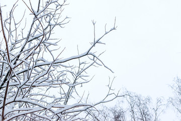 Winter snowy tree branches