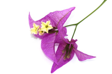 Closeup on purple bougainvillea flowers isolated on white background