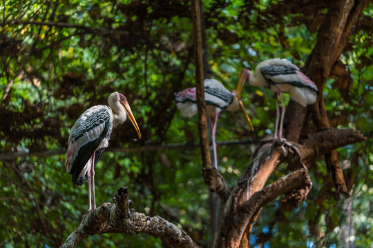 The painted stork is a large wader in the stork family. It is found in the wetlands of the plains of tropical Asia south of the Himalayas in the Indian Subcontinent and extending into Southeast Asia.