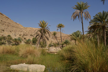 Fototapeta na wymiar Palmen im Wadi Bani Khalid in Oman