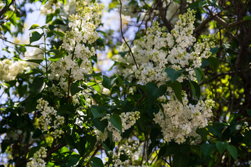 White lilac flowers on a bush