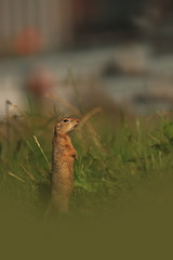 Spermophilus citellus. Wild nature of Czech. The animal on the meadow. In the grass. Beautiful nature. Free nature. The wilderness of Europe.