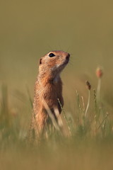 Spermophilus citellus. Wild nature of Czech. The animal on the meadow. In the grass. Beautiful nature. Free nature. The wilderness of Europe.