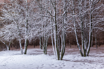 Trees and branches in park covered with snow in night in white light