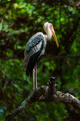 The painted stork is a large wader in the stork family. It is found in the wetlands of the plains of tropical Asia south of the Himalayas in the Indian Subcontinent and extending into Southeast Asia.
