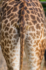 Close up photo of Giraffe's buttock