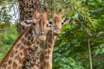 The giraffe couple looking in a zoo