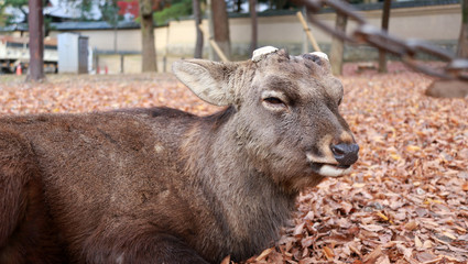 Deer with cut off antler laying down on the  falling leaves floor at the park in Nara, Japan.