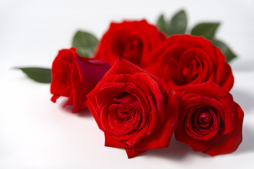 Beautiful red rose flowers isolated on the white background