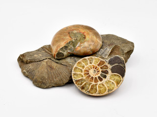 Fossils Arranged on White Background