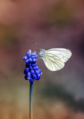 cute white butterfly sitting in the spring garden on the first blue flower