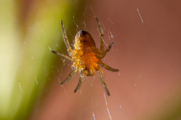 Cross garden spider on webs green natural background