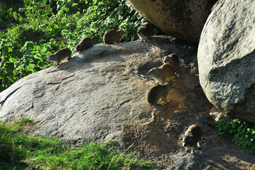 Rock Hyraks, Tanzania