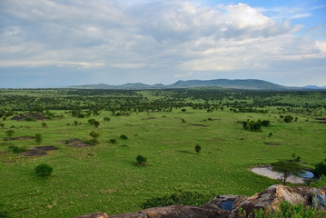 Fototapeta na wymiar Serengeti, Tanzania, Africa