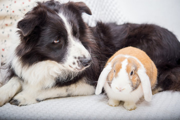 Dog and rabbit together - good friends in bed