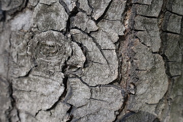 Deep cracks on bark of horse chestnut tree