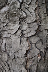 Uneven surface of bark of horse chestnut
