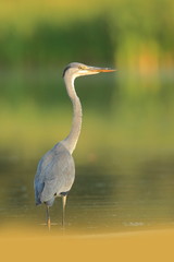 Ardea cinerea. The wild nature of the Czech Republic. Spring Glances. Beautiful nature of Europe. Big bird in water. Green color in the photo. Nice shot.