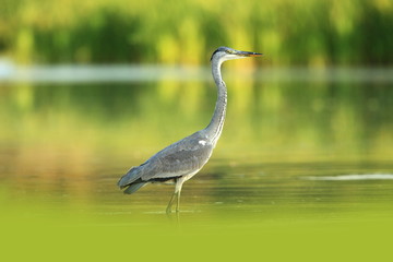 Ardea cinerea. The wild nature of the Czech Republic. Spring Glances. Beautiful nature of Europe. Big bird in water. Green color in the photo. Nice shot.