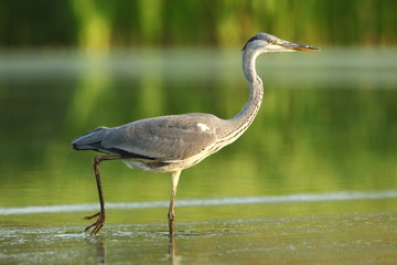 Ardea cinerea. The wild nature of the Czech Republic. Spring Glances. Beautiful nature of Europe. Big bird in water. Green color in the photo. Nice shot.
