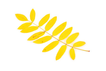 Yellow rowan leaves