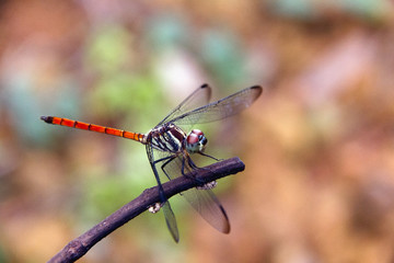 Closeup Dragonfly Island on a branch