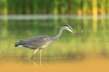 Ardea cinerea. The wild nature of the Czech Republic. Spring Glances. Beautiful nature of Europe. Big bird in water. Green color in the photo. Nice shot.