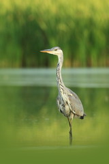 Ardea cinerea. The wild nature of the Czech Republic. Spring Glances. Beautiful nature of Europe. Big bird in water. Green color in the photo. Nice shot.