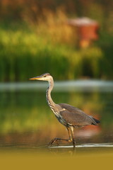Ardea cinerea. The wild nature of the Czech Republic. Spring Glances. Beautiful nature of Europe. Big bird in water. Green color in the photo. Nice shot.