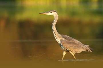 Ardea cinerea. The wild nature of the Czech Republic. Spring Glances. Beautiful nature of Europe. Big bird in water. Green color in the photo. Nice shot.