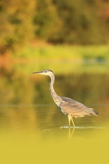 Ardea cinerea. The wild nature of the Czech Republic. Spring Glances. Beautiful nature of Europe. Big bird in water. Green color in the photo. Nice shot.