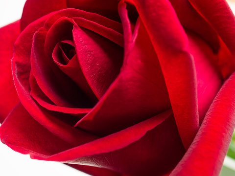 Close-up image of beautiful blooming red rose flower, Selective focus and shallow DOF, Valentine day concept