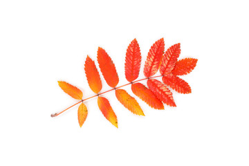 Orange rowan leaves