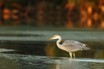 Ardea cinerea. The wild nature of the Czech Republic. Spring Glances. Beautiful nature of Europe. Big bird in water. Green color in the photo. Nice shot.