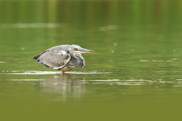 Ardea cinerea. The wild nature of the Czech Republic. Spring Glances. Beautiful nature of Europe. Big bird in water. Green color in the photo. Nice shot.