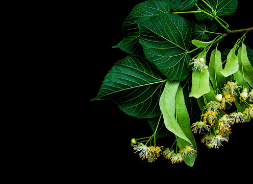 Fototapeta Linden flowers isolated on black