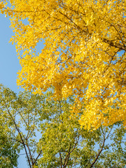Orange and yellow leaves tree, ginkgo and maple tree, in autumn season under cloudy blue sky