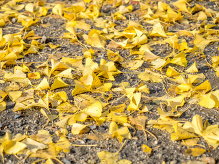 Gingko yellow leaves on ground in autumn season