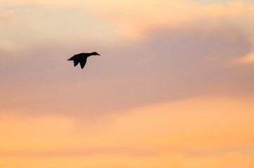 Fototapeta premium Silhouetted Duck Flying in the Beautiful Sunset Sky