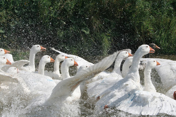 white geese in the river