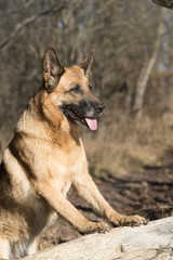 Reinrassiger Deutscher Schäferhund spielt am Fluß