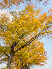 Fototapeta premium Orange and yellow leaves tree, ginkgo and maple tree, in autumn season under cloudy blue sky