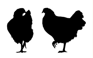 Vector silhouette of walking hen - side and front, isolated on white background