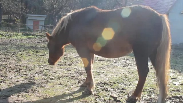 Horse close-up. Red horse near. Rainbow effect to enhance the beauty of a horse