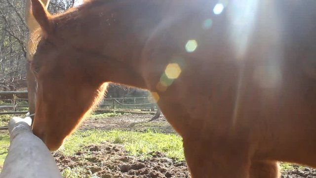 Horse close-up. Red horse near. Rainbow effect to enhance the beauty of a horse