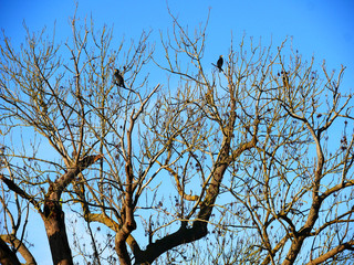 arbre et oiseaux