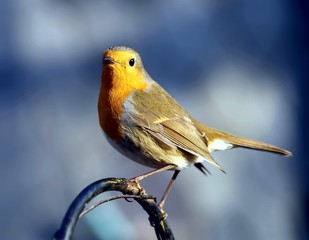 Rotkehlchen (Erithacus rubecula)