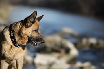 Reinrassiger Deutscher Schäferhund spielt am Fluß