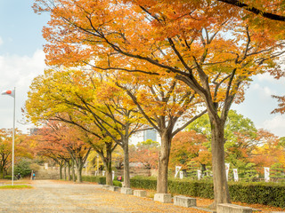 Autumn park in Osaka, Japan